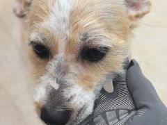 -艾贝尔宠物医院·狂犬免疫点(江山金象城店)