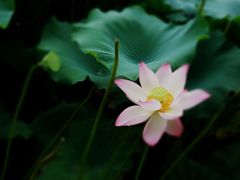 -西湖外事游船(花港观鱼码头)