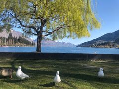 -Fergburger(皇后镇店)