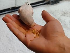 -上海大自然野生昆虫馆