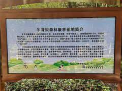 -牛背梁国家森林公园