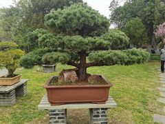 -扬州大运河文化旅游度假区·盆景园