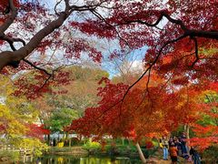 -秋霞圃