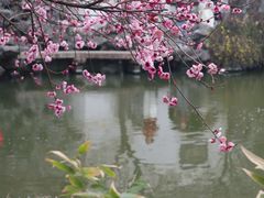 -艺圃