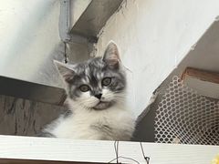 -安安宠医宠物医院·异宠·犬猫内科(岳阳分院)
