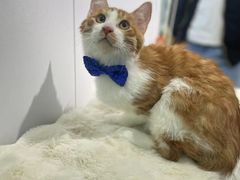 -爱洗澡的猫(望京店)