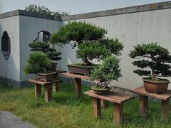 -盆景园(扬州大运河文化旅游度假区)