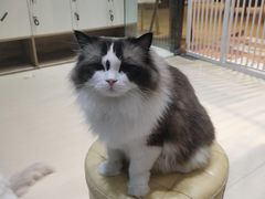 -藏猫猫咖啡主题馆(中央大道店)