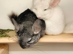 -龙猫仔乐园(惠福东路店)