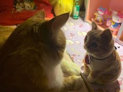 -纳吉亚猫专科动物诊疗中心(蒋宅口分院)