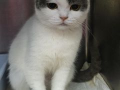 -伟伟宠物医院·瑞派猫友好医院·猫科(光谷店)