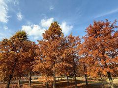 -黄海国家森林公园