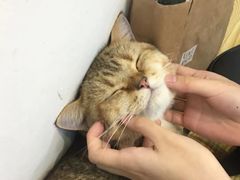 -Heymao猫咖.咖啡厅(东门店)