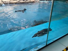 -帝企鹅自助餐厅•儿童岛•真企鹅(长隆企鹅酒店)