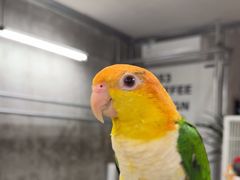 -吾叁·吉趣鸟咖(万科店)