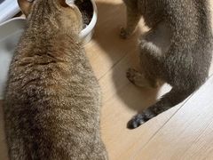 -御宝贝·A梦猫科宠物医院(国际猫友好医院)