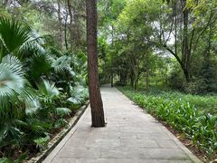 -铁山坪森林公园