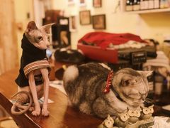-猫色咖啡·猫咖