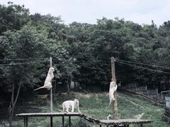 -上海野生动物园