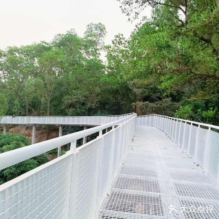 深圳网红桥～白桥