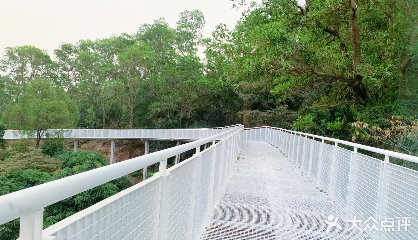 深圳网红桥～白桥