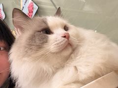 -有喵·猫咖·狗咖·40+猫狗有小奶狗(岗厦店)