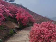 -木兰云雾山