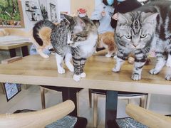 -平行世界·猫咖(首经贸店)