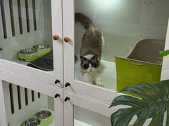 -青奢宠物·青奢猫舍