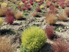 -映月湖中央公园