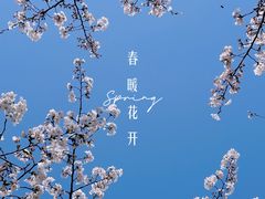-高东镇樱花园