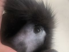 -关爱宠物医院·猫科中心·消化科(滨湖万达分院)