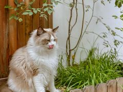 -喵屿·大理花园猫咖