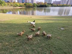 -黄兴公园