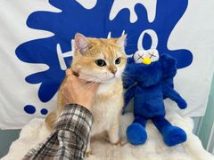 -爱洗澡的猫(望京店)
