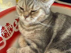 -平行世界·猫咖(首经贸店)