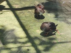 -广州长隆飞鸟乐园
