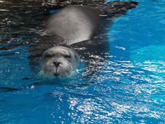 -海合安成都极地海洋公园
