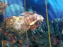 -暹罗海洋世界