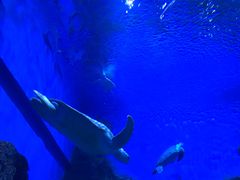 -芜湖新华联大白鲸海洋公园