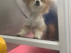 -宠福鑫康馨动物医院·骨科·眼科