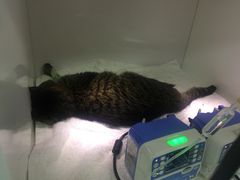 -瑞派·关忠动物医院·异宠专科·犬猫肿瘤·皮肤专科(望京店)