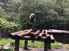 -都江堰中华大熊猫苑