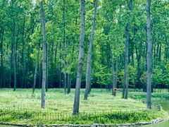 -合肥滨湖国家森林公园