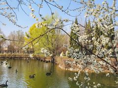 -长白岛森林公园