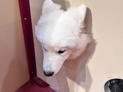 -和它·交个朋友·狗咖猫咖(爱琴海店)