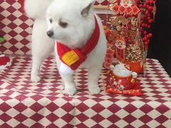 -宠物家(大兴旧宫店)
