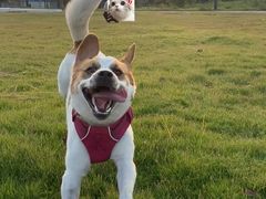 -爱诺耐芙动物医院(万博店)