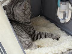 -心仪动物医院·牙专科·肿瘤·心脏科(西客站院)