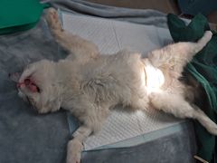 -艾贝尔宠物医院·狂犬免疫点(江山金象城店)